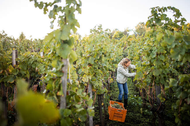 Жінка, що ріже виноград з винограду в винограднику — стокове фото