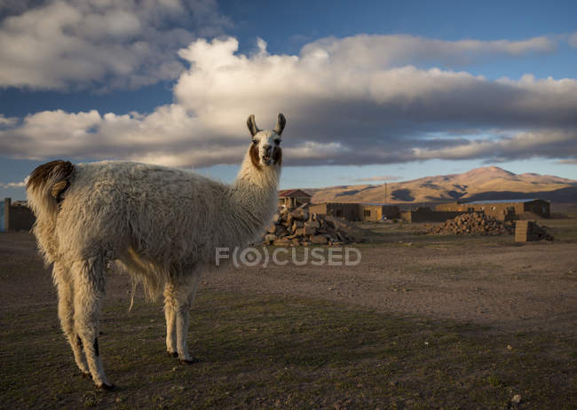 Retrato de Llama, Villa Alota, Sul do Altiplano, Bolívia, América do Sul — Fotografia de Stock