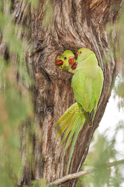 Close up of Wild Rose-ringed Parakeet, Israele — Foto stock