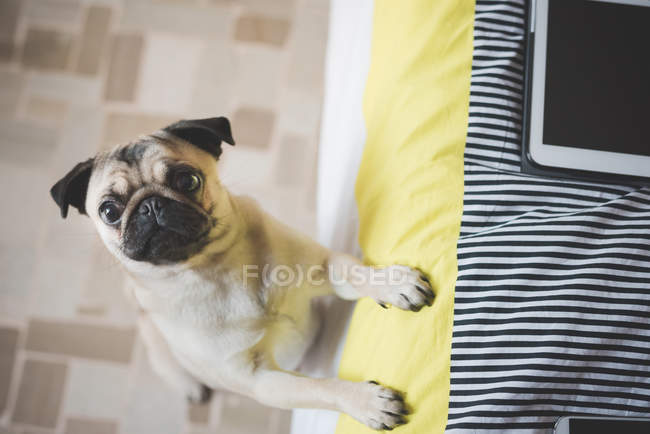 Dog standing on hind legs against bed — Stock Photo