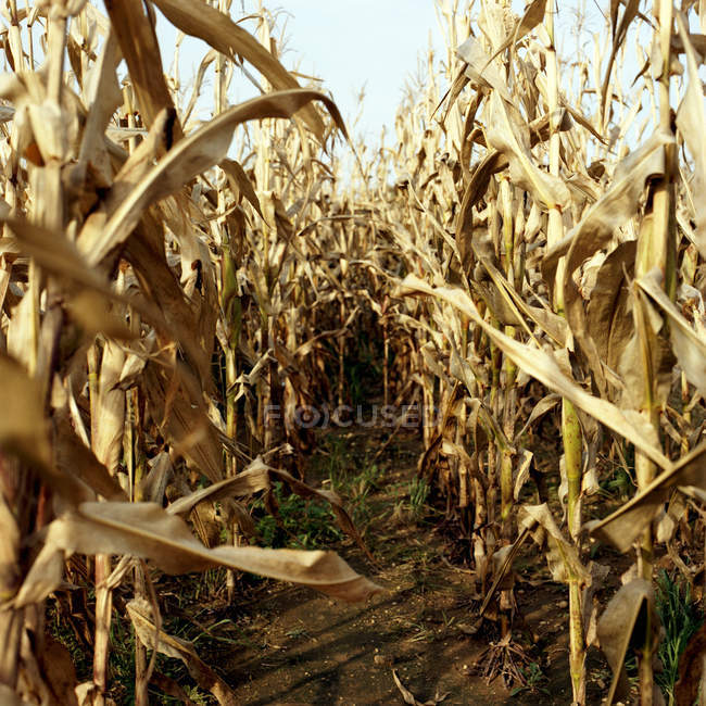 Pathway through dry corn field in sunlight — Stock Photo