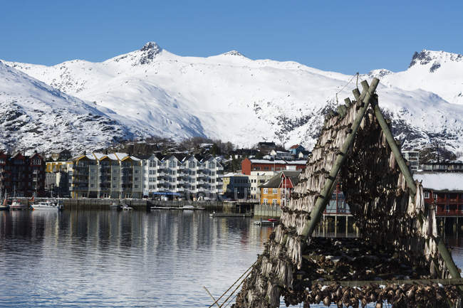 Séchage du poisson de morue au bord de l'eau, Svolvaer, Îles Lofoten, Norvège — Photo de stock