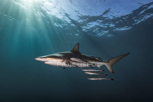 Tiburón punta negra oceánica nadando con peces pequeños - foto de stock
