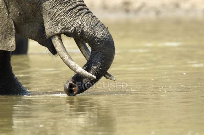 Afrikanischer Elefant oder Loxodonta africana Trinkwasser im Mana Pools Nationalpark, Zimbabwe — Stockfoto