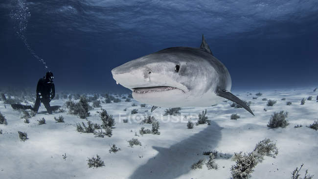 Подводный вид дайвера возле Тигриной акулы, Нассау, Багамские острова — стоковое фото