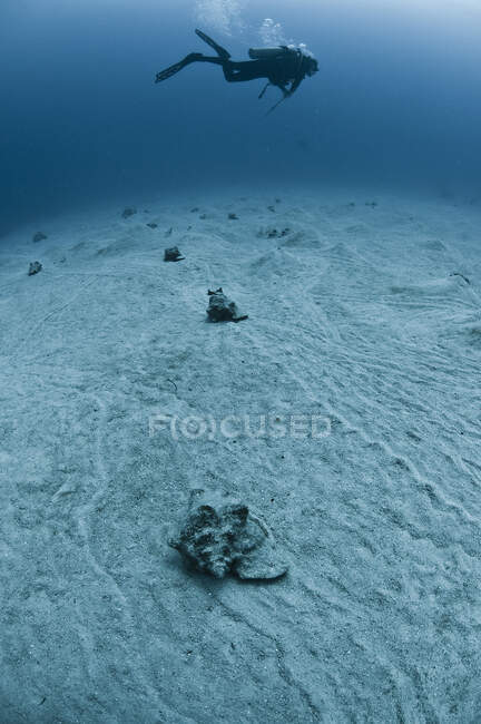 Immersioni subacquee che nuotano sopra conchiglie rosa su fondali marini, atollo di Chinchorro, Quintana Roo, Messico — Foto stock
