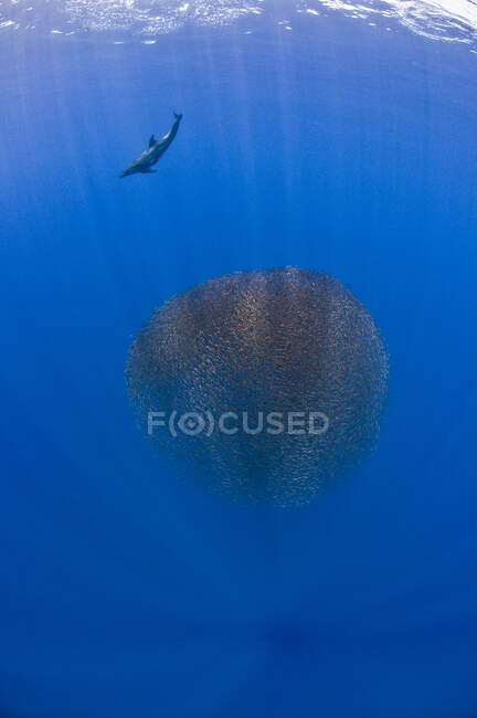 Delphin schleudert Köderfische in einen Ball, bevor er ihn auflädt und füttert, San Benedicto, Revillagigedo, Mexiko — Stockfoto
