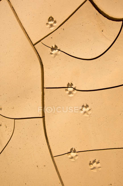 Vista superior das pegadas de animais no solo rachado — Fotografia de Stock