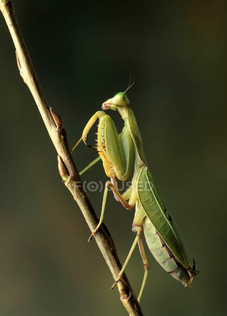 Praying mantis on branch in sunlight, close up shot — Stock Photo