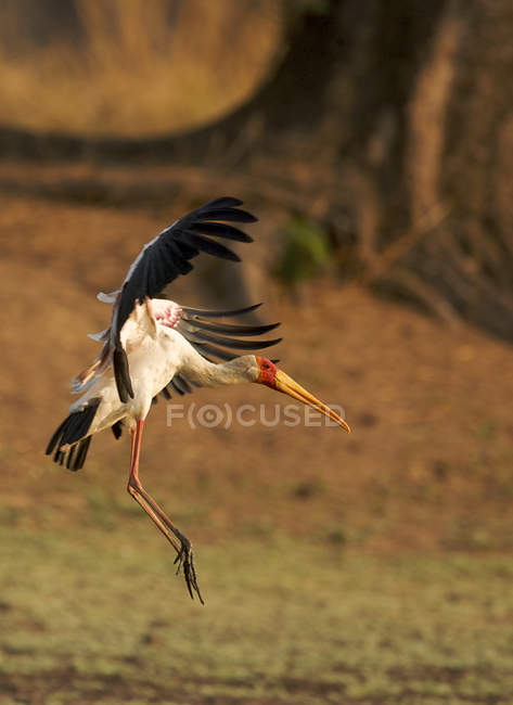 Yellow-billed stork landing on grass, Mana Pools, Zimbabwe — Stock Photo