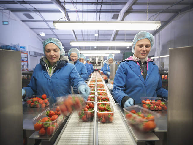 Female workers packing fresh strawberries into trays on fruit farm — Stock Photo