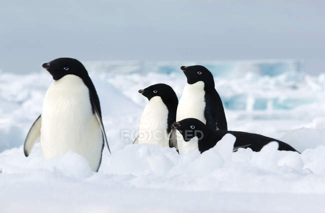 Пингвины Адели на льдине — стоковое фото
