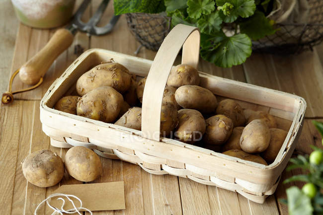 Raw potatoes in basket — Stock Photo