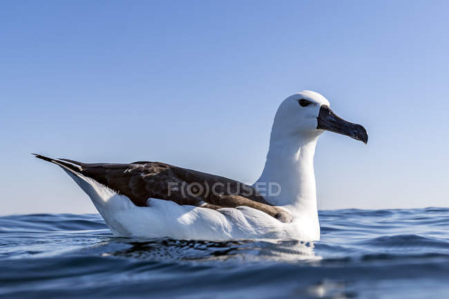 Albatross appoggiato sulla superficie dell'oceano, Port St. Johns, Sud Africa — Foto stock