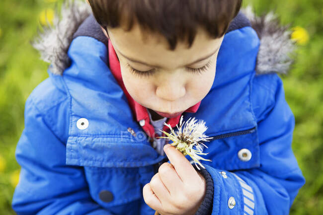 Portrait of boy in blue coat blowing dandelion clock — Stock Photo