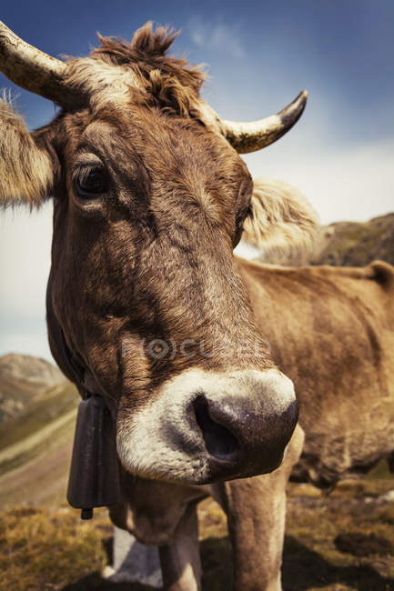 Retrato de vaca olhando para a câmera — Fotografia de Stock
