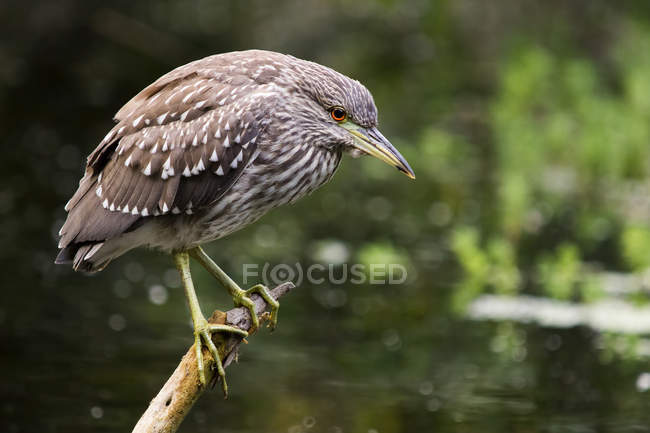 Preto coroado noite Heron juvenil poleiro no ramo — Fotografia de Stock