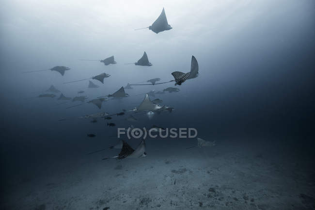 Underwater view of large group of Eagle Rays, Cancun, Mexico — Stock Photo
