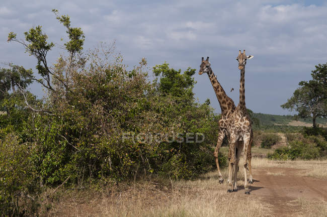 Масаї жирафи випасу в Масаї Мара, Кенія, Африка — стокове фото