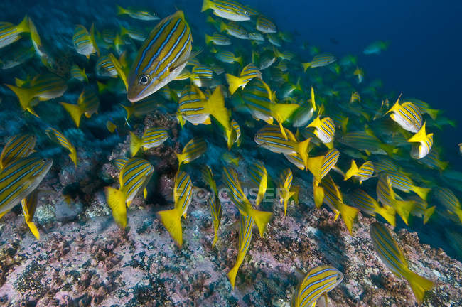 Gran grupo de peces escolarizados bajo el agua - foto de stock