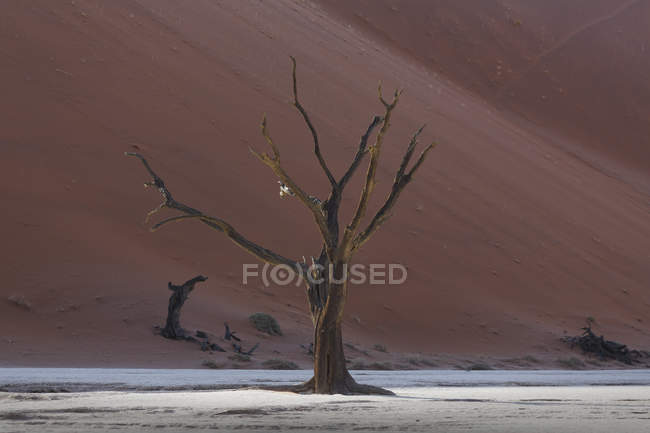 Мертвое дерево на глиняной сковороде возле песчаной дюны — стоковое фото