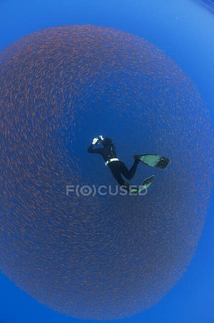 Vista submarina de un libertador fotografiando una bola de cebo de pargos juveniles, Isla de San Benedicto, Colima, México - foto de stock