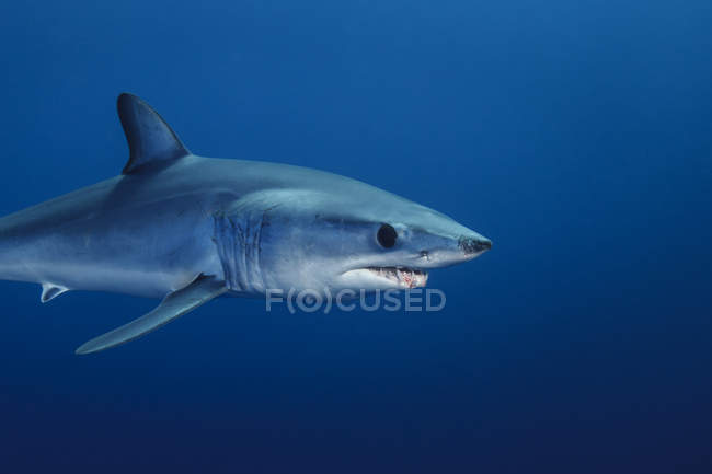 Seitenansicht eines Hais, der unter Wasser schwimmt — Stockfoto