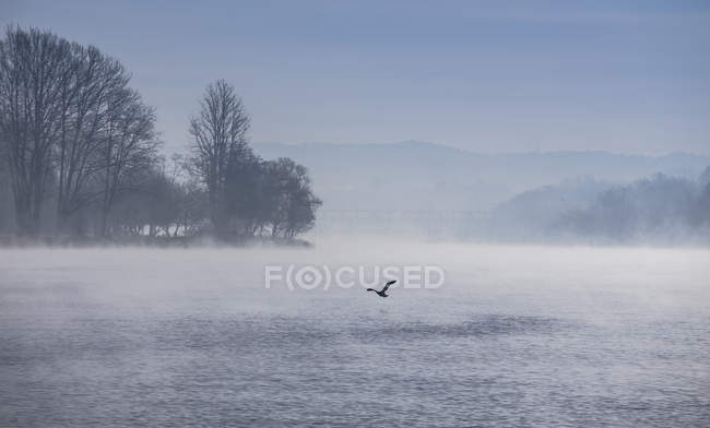 Uccello che sorvola il lago nebbioso con alberi sullo sfondo — Foto stock