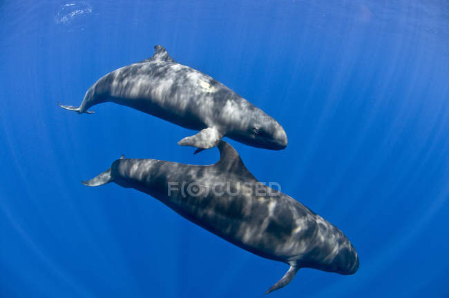 Underwater view of humpback whales, Revillagigedo Islands, Колима, Мексика — стоковое фото
