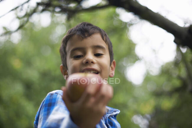 Мужской ребенок в саду держит яблоко — стоковое фото