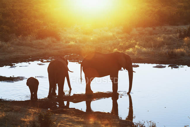 Silhouettes of african elephants at waterhole in sunset light — Stock Photo