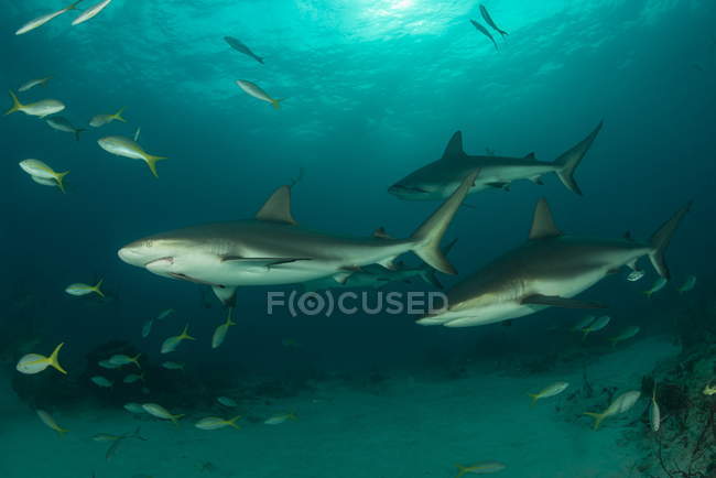 Vista subaquática dos tubarões-recifes de natação — Fotografia de Stock