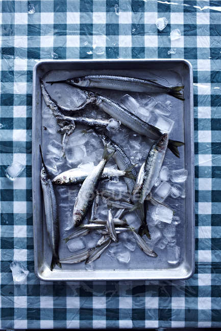 Small fish with ice in tray — Stock Photo