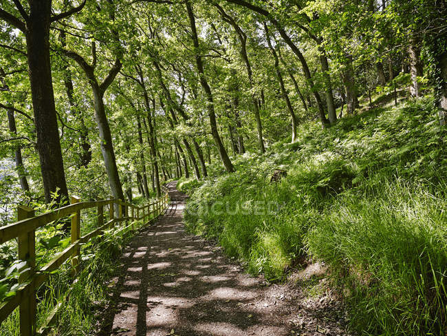 Clôture au sentier forestier vert à la lumière du soleil — Photo de stock