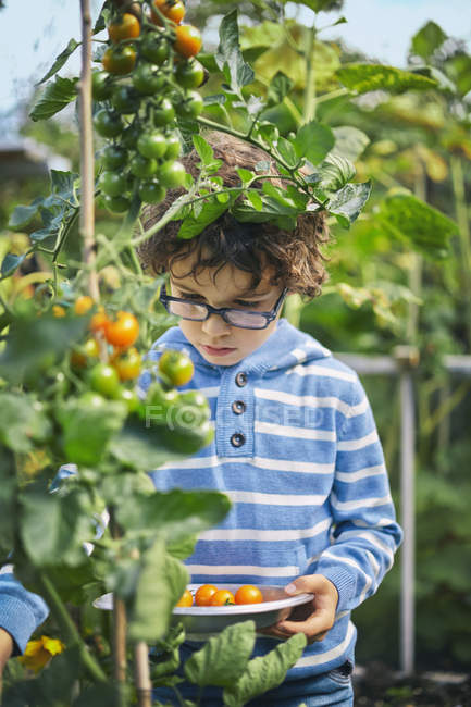 Хлопчик збирає вишневі помідори на дачі — стокове фото