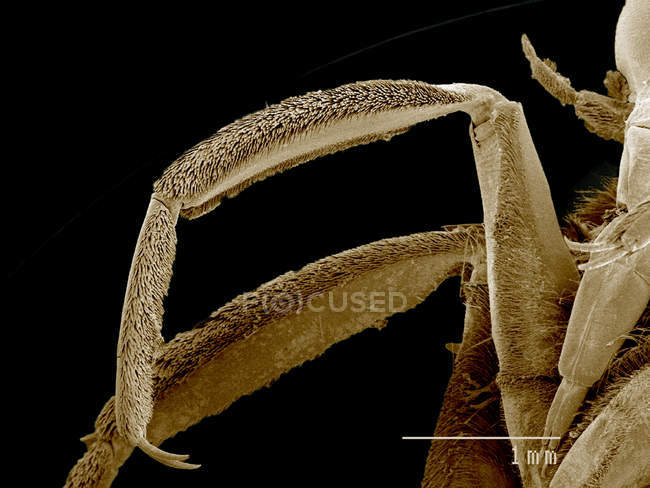 Ноги Notonectidae, Buenoa sp SEM — стоковое фото