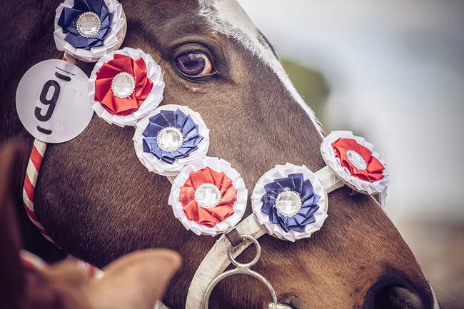 Horse decorated with horse show rosettes — Stock Photo