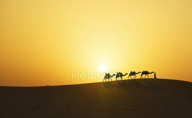 Camel caravan in desert at sunset, Dubai, United Arab Emirates — Stock Photo
