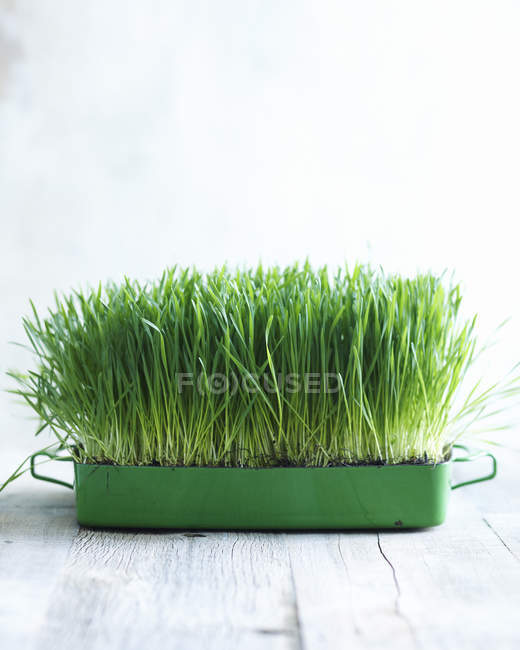 Weizengras wächst im kleinen Container — Stockfoto