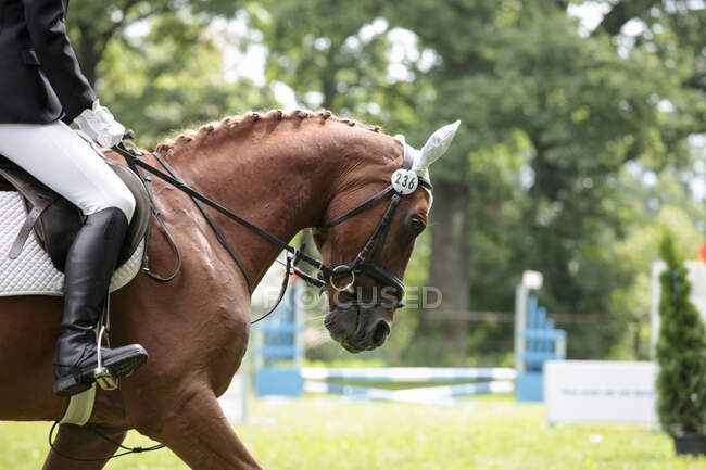 Cavalo e cavaleiro em evento show jumping — Fotografia de Stock