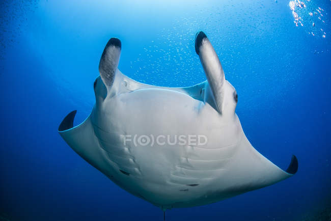 Manta ray swimming under blue water — Stock Photo