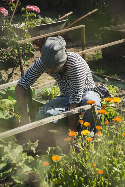 Gardener working on vegetable patch — Stock Photo