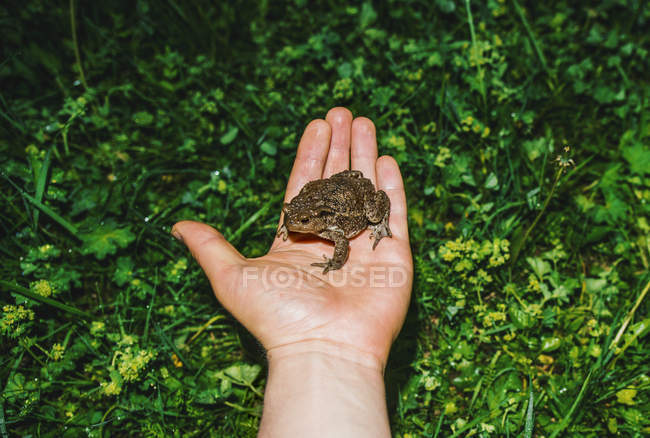 Nahaufnahme einer Kröte auf weiblicher Hand — Stockfoto