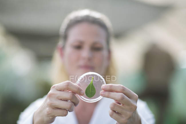 Female scientist holding up leaf sample in petri dish — Stock Photo