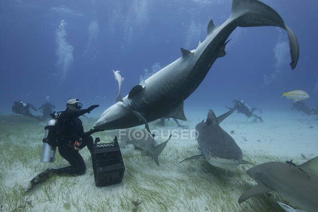 Vista submarina del buceador sosteniendo tiburón tigre boca abajo, Bancos del norte de Bahamas, Bahamas - foto de stock