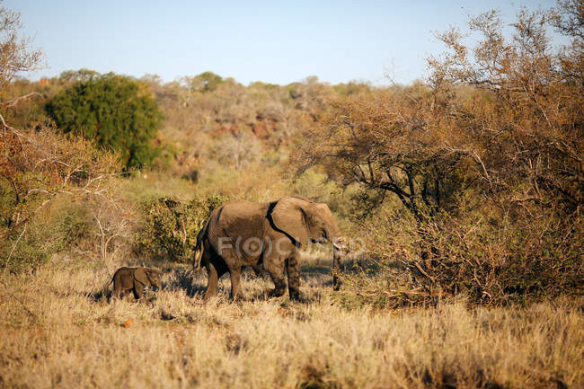 Elefante femmina che conduce il bambino elefante attraverso il cespuglio, Kruger National Park, Sud Africa — Foto stock