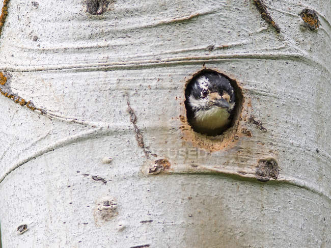Woodpecker peering out of hole in birch tree, Yellowstone National Park, Wyoming, USA — Stock Photo