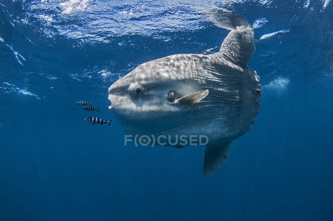 Vista subacquea di mola mola, sunfish oceano, baia di Magadalena, Bassa California, Messico — Foto stock