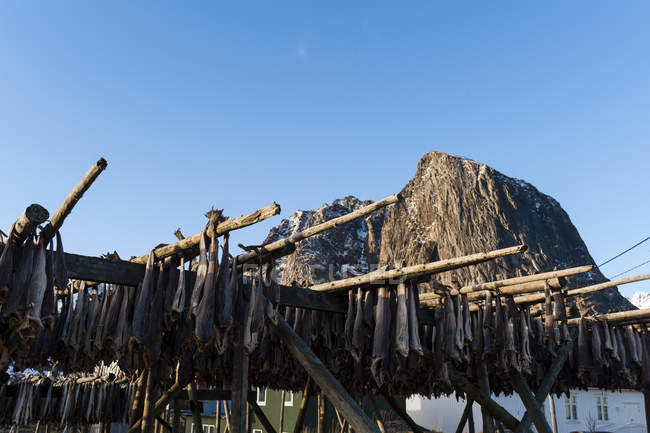 Secagem de peixes de bacalhau em racks, Hamnoy, Lofoten Islands, Noruega — Fotografia de Stock