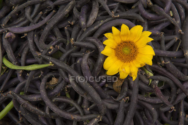 Pile of beans with yellow flower, top view — Stock Photo